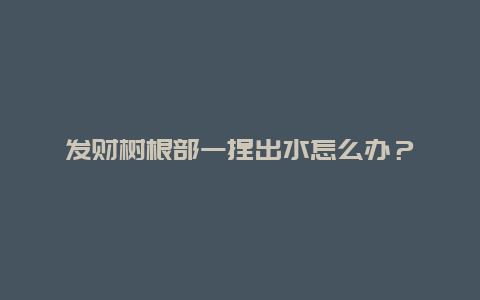 发财树根部一捏出水怎么办？