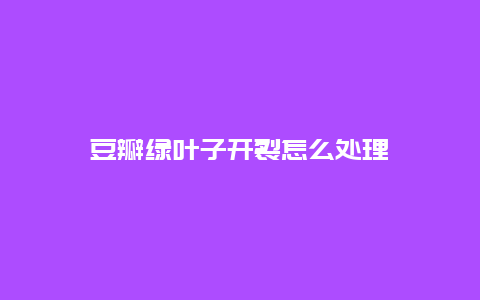 豆瓣绿叶子开裂怎么处理