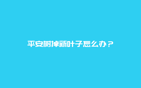 平安树掉新叶子怎么办？