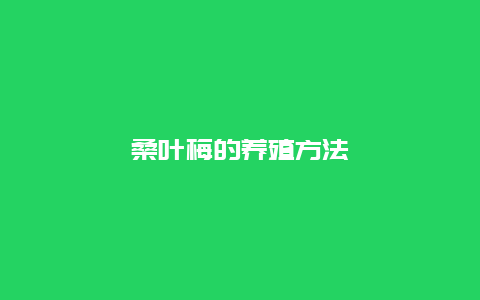 桑叶梅的养殖方法