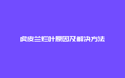 虎皮兰烂叶原因及解决方法