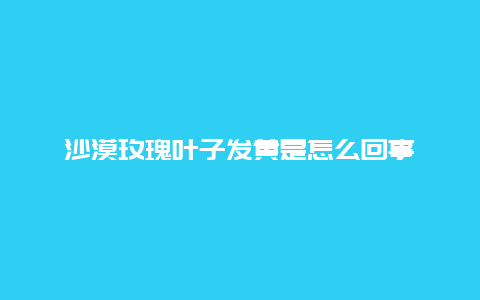 沙漠玫瑰叶子发黄是怎么回事