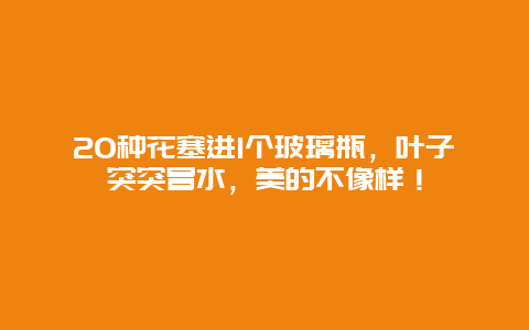 20种花塞进1个玻璃瓶，叶子突突冒水，美的不像样！