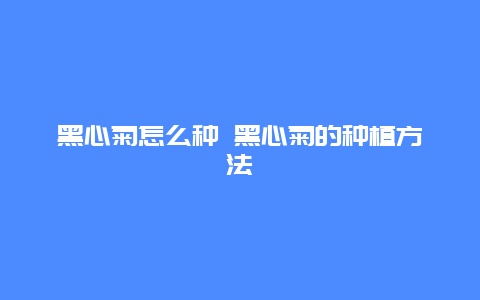 黑心菊怎么种 黑心菊的种植方法