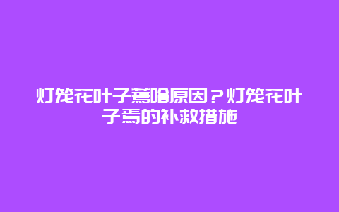 灯笼花叶子蔫啥原因？灯笼花叶子焉的补救措施