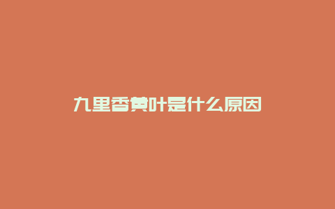 九里香黄叶是什么原因