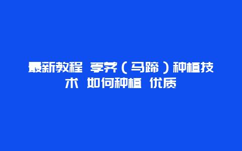 最新教程 荸荠（马蹄）种植技术 如何种植 优质