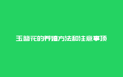 玉簪花的养殖方法和注意事项