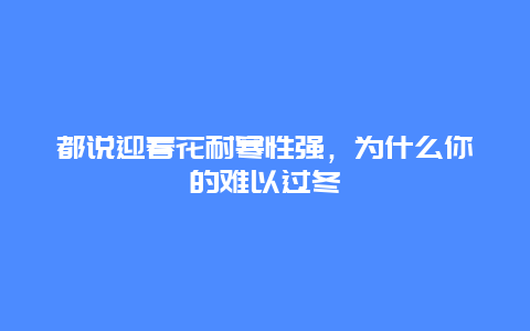 都说迎春花耐寒性强，为什么你的难以过冬