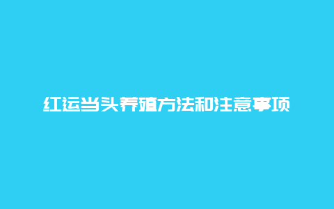 红运当头养殖方法和注意事项