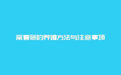 常春藤的养殖方法与注意事项