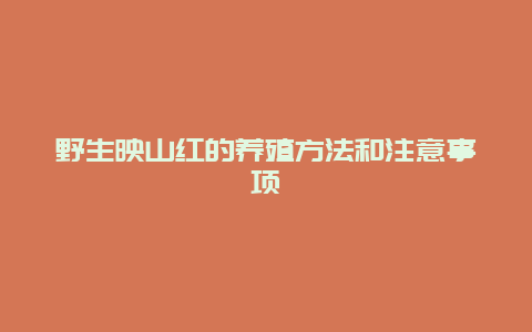 野生映山红的养殖方法和注意事项