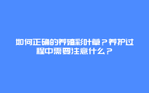 如何正确的养殖彩叶草？养护过程中需要注意什么？