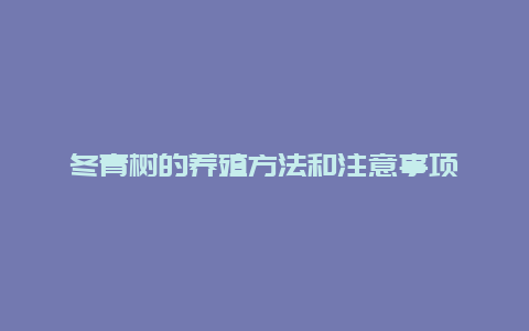 冬青树的养殖方法和注意事项