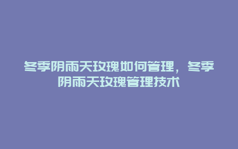 冬季阴雨天玫瑰如何管理，冬季阴雨天玫瑰管理技术