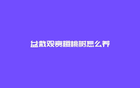 盆栽观赏樱桃树怎么养