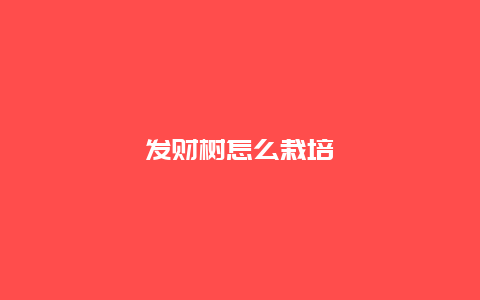 发财树怎么栽培