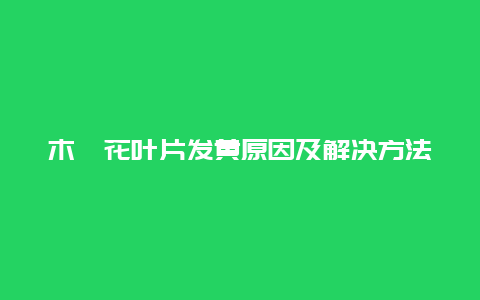 木槿花叶片发黄原因及解决方法