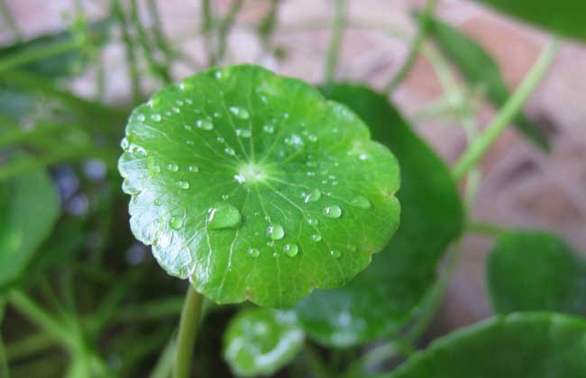 铜钱草繁殖方法