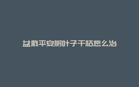 盆栽平安树叶子干枯怎么治