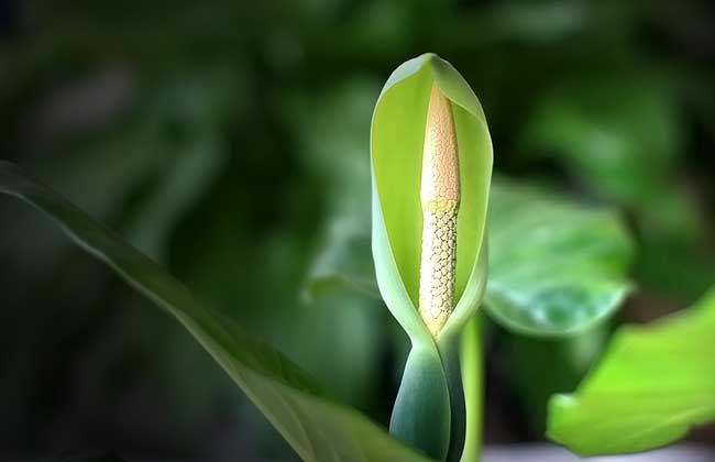 滴水观音开花什么兆头？