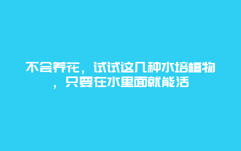 不会养花，试试这几种水培植物，只要在水里面就能活