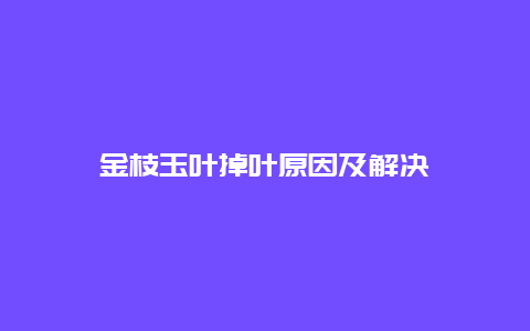 金枝玉叶掉叶原因及解决