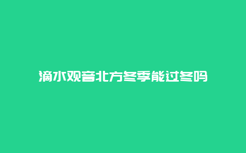 滴水观音北方冬季能过冬吗