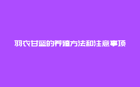 羽衣甘蓝的养殖方法和注意事项