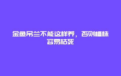 金鱼吊兰不能这样养，否则植株容易枯死