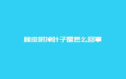 橡皮树掉叶子是怎么回事