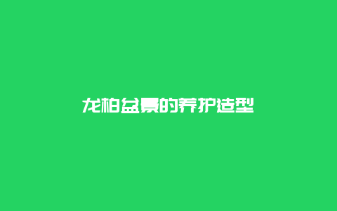 龙柏盆景的养护造型