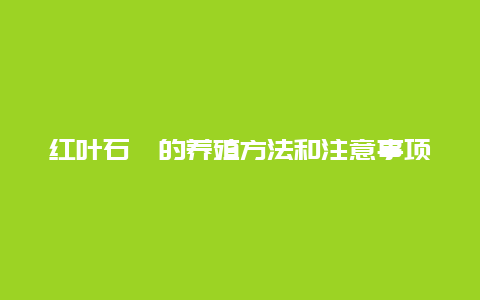 红叶石楠的养殖方法和注意事项