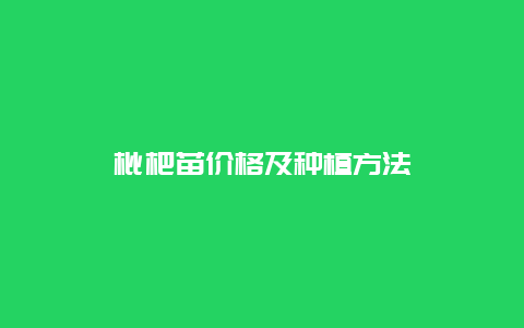 枇杷苗价格及种植方法