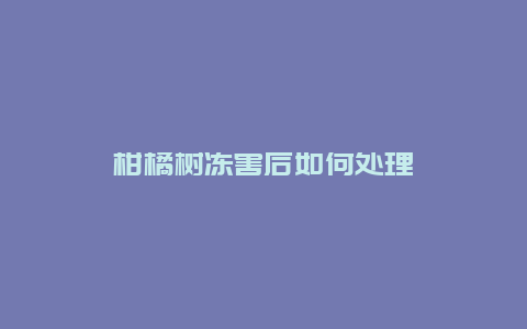 柑橘树冻害后如何处理