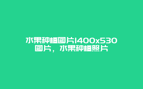 水果种植图片1400×530图片，水果种植照片