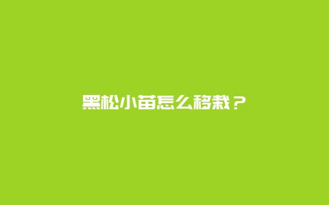 黑松小苗怎么移栽？