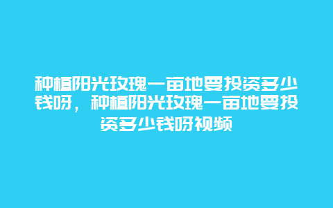 种植阳光玫瑰一亩地要投资多少钱呀，种植阳光玫瑰一亩地要投资多少钱呀视频