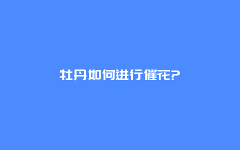 牡丹如何进行催花?