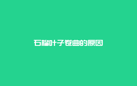 石榴叶子卷曲的原因