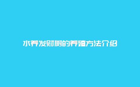 水养发财树的养殖方法介绍