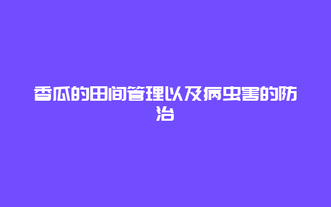 香瓜的田间管理以及病虫害的防治