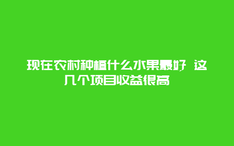 现在农村种植什么水果最好 这几个项目收益很高