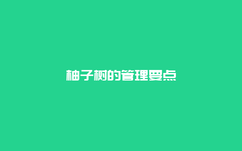 柚子树的管理要点