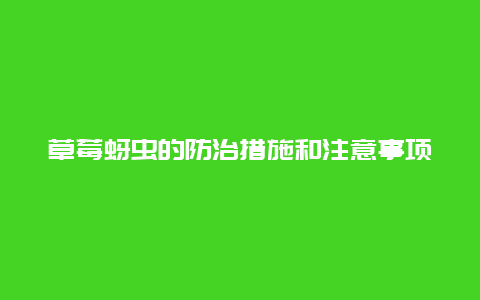 草莓蚜虫的防治措施和注意事项