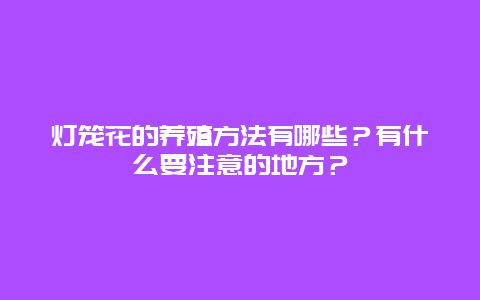 灯笼花的养殖方法有哪些？有什么要注意的地方？