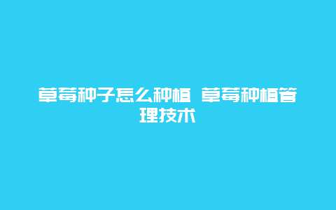 草莓种子怎么种植 草莓种植管理技术