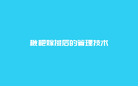 枇杷嫁接后的管理技术