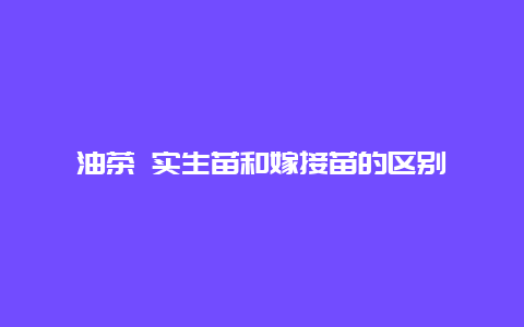 油茶 实生苗和嫁接苗的区别