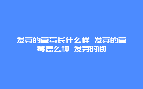 发芽的草莓长什么样 发芽的草莓怎么种 发芽时间